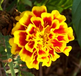 I think this flower looks like a Marigold! :)